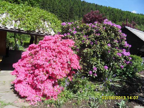 Rhododendron in der Blüte