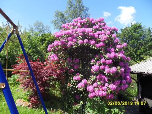 Rhododendron 2